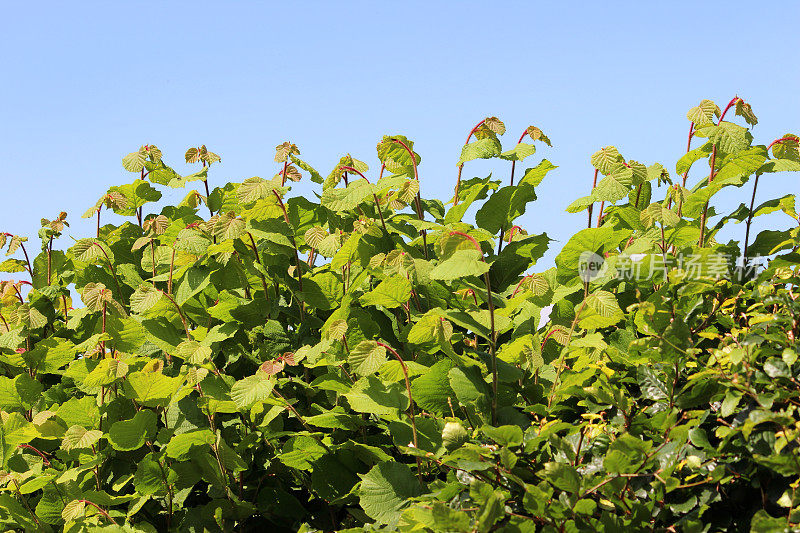 夏天杂草丛生的普通榛树篱(corylus avellana)